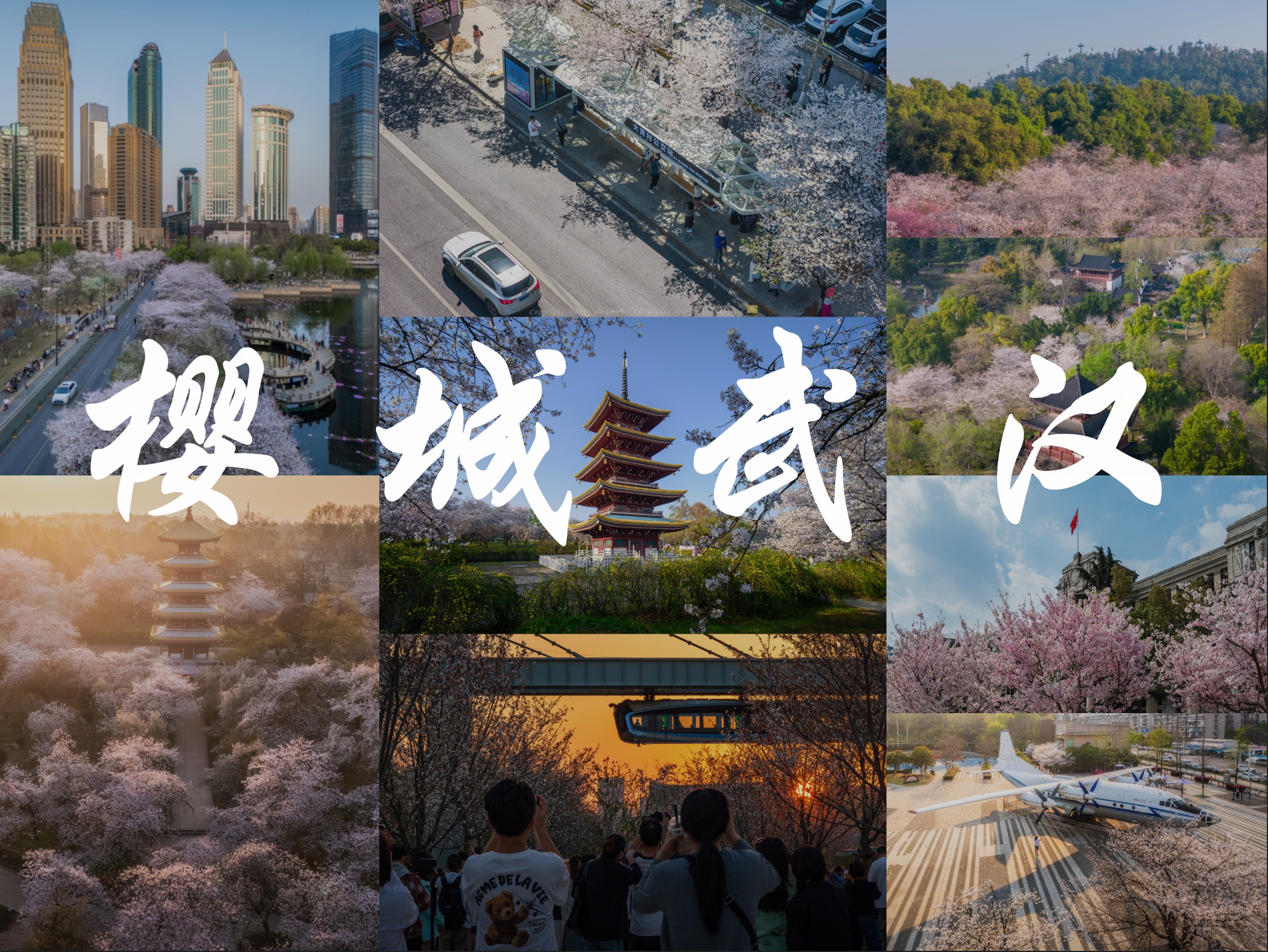 旅拍：武汉樱花季